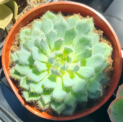 Succulents with Thorny, Hairy-Shaped Leaves