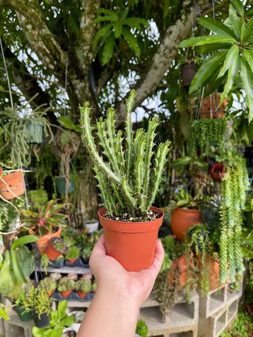 Euphorbia knuthii Care and Growing Guide