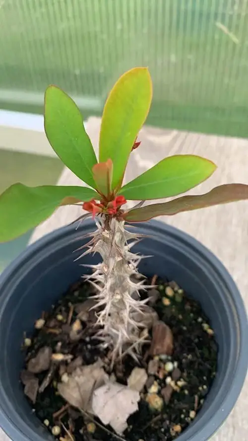 Succulents with Thorns and Buds