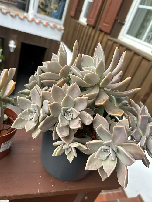 Crassula plant indoor