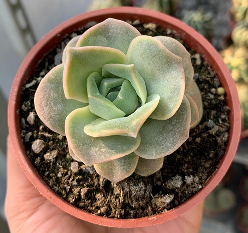 top best  Succulents That Look Like Rose Flowers