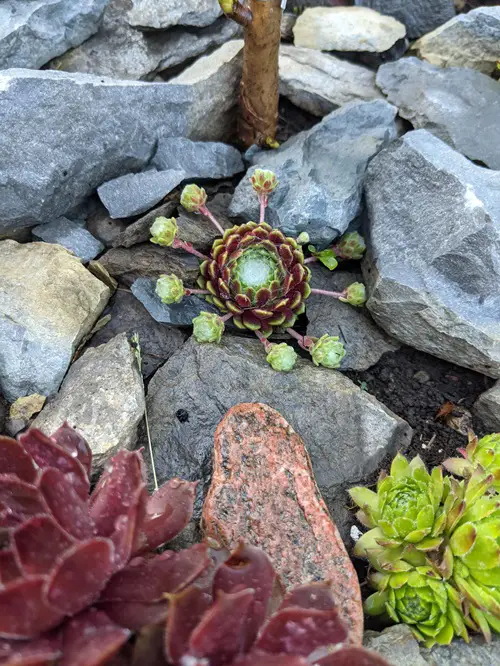 Cold Hardy Succulents to Consider