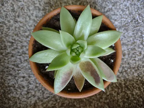 How to Identify Sunburn on Succulents