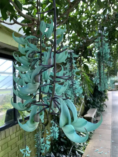 Beautiful Jade Vine 