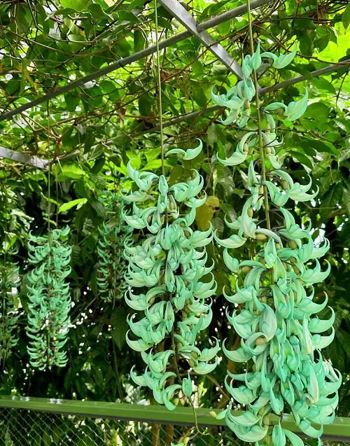 How Does Jade Vine Smell—The Most Wanted Answer