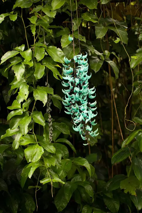 Beautiful Jade Vine 