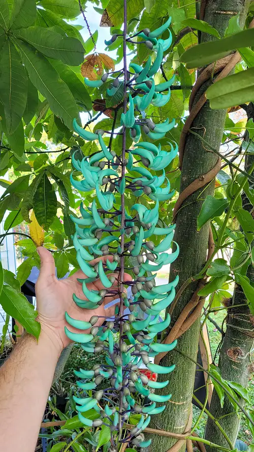 How Does Jade Vine Smell—The Most Wanted Answer