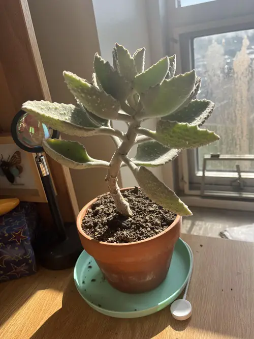 Succulents with Thorny, Hairy-Shaped 