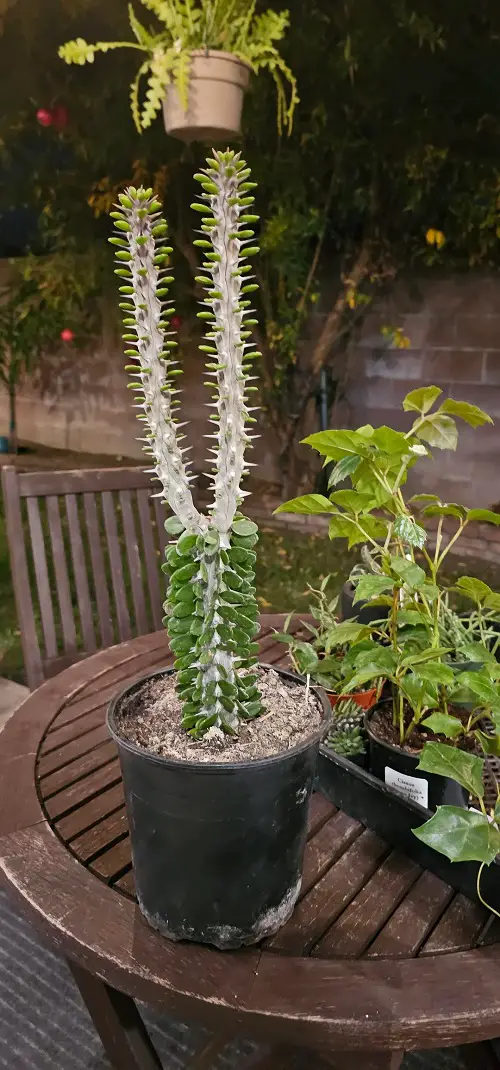 Succulents With Thorn Buds 2