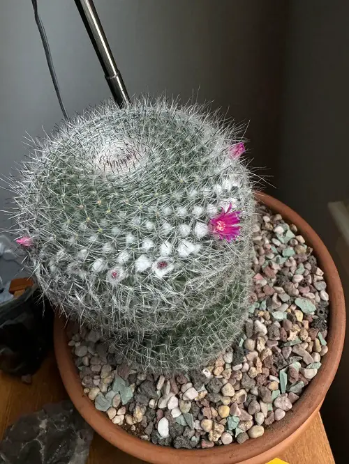 Old Lady Cactus