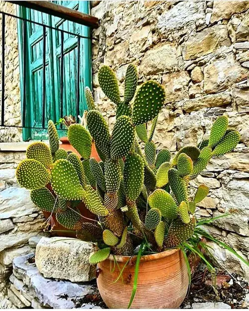 Amazing Which Types of Cacti You Should Grow
