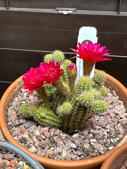 lovely Succulents with Thorns and Buds