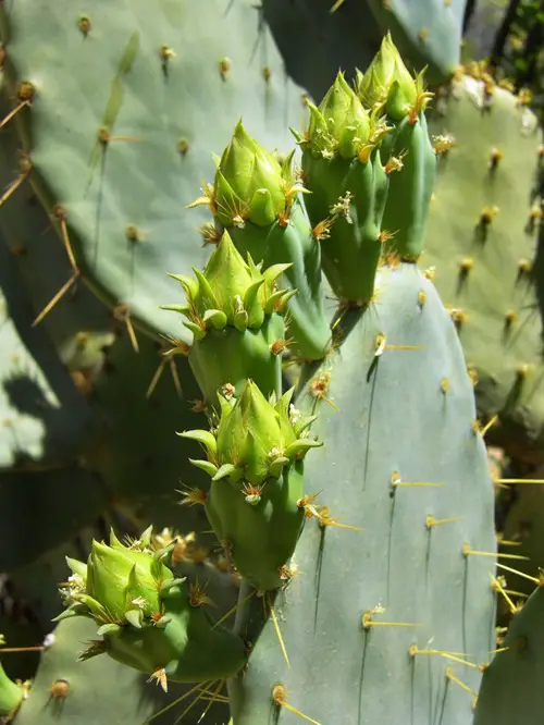 Succulents with Thorns and Buds