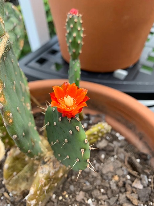 How Often Does A Cactus Bloom 2