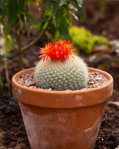 top Types of Cacti That You Should Plant
