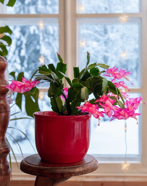 It Might Not Be a Christmas Cactus After All