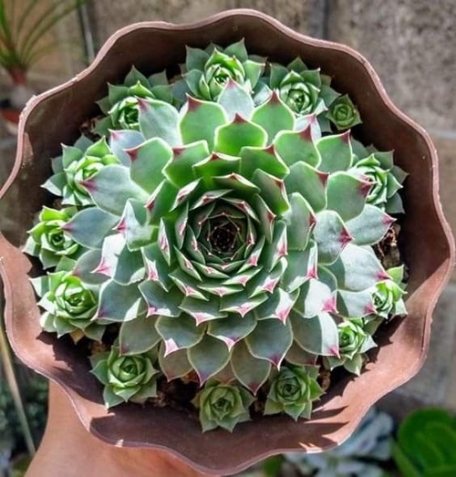  beautiful Succulents That Look Like Rose 