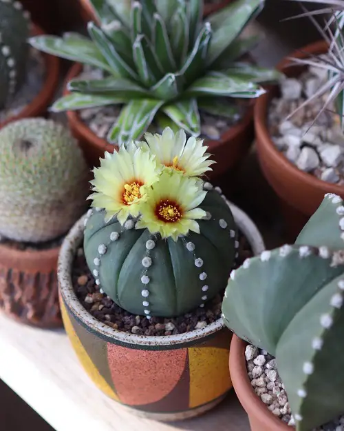 Sand Dollar Cactus