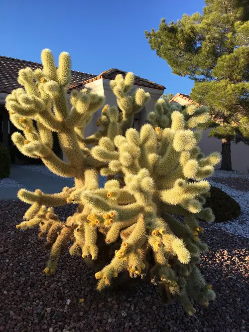 best Which Types of Cacti You Should Grow
