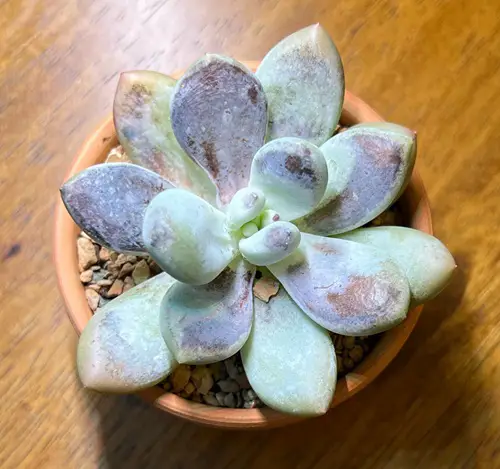 What to Do If Your Succulent is Severely Burned