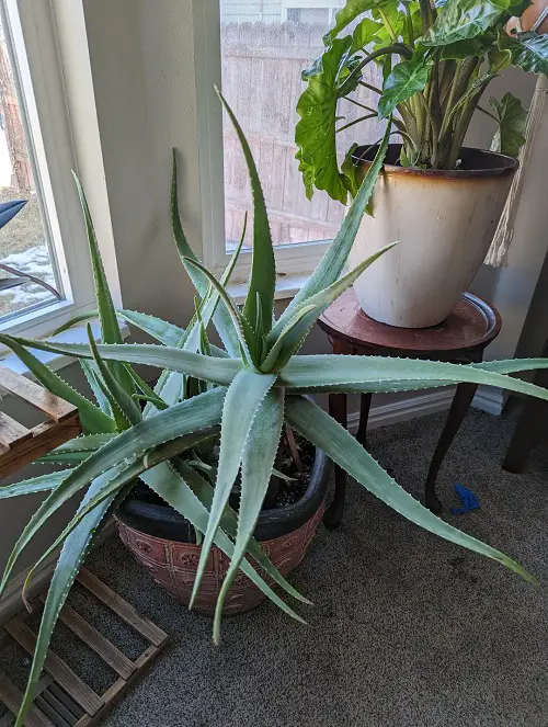 Aloe Vera Plant Indoor