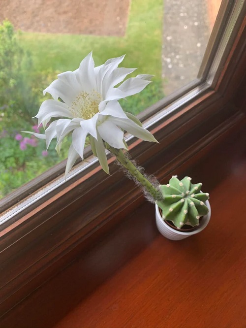 Indoor Cactus Blooming