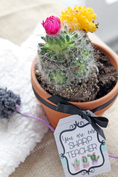 cactus gift