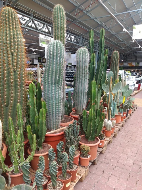 What Does a Cactus Symbolize?