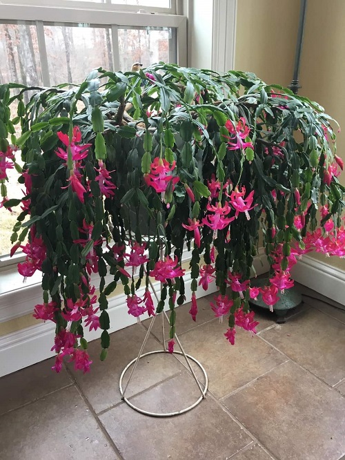 How to Help Your Christmas Cactus Settle In