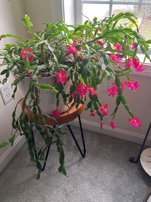 How To Split A Christmas Cactus