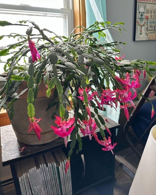 christmas cactus in home