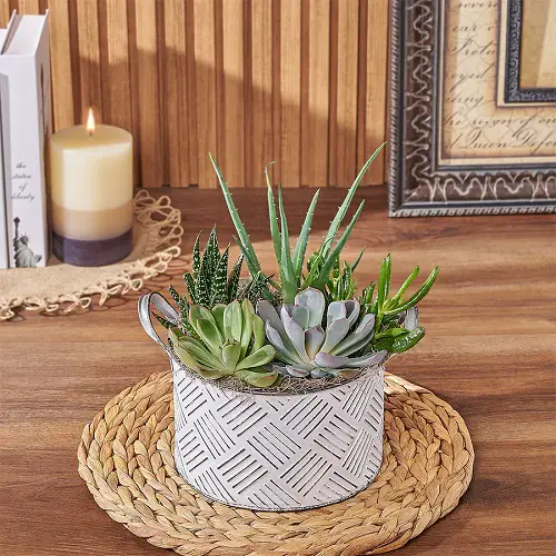 What Do Succulents Represent? 3