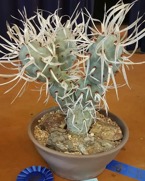 beautiful Succulents with Thorny, Hairy-Shaped Leaves