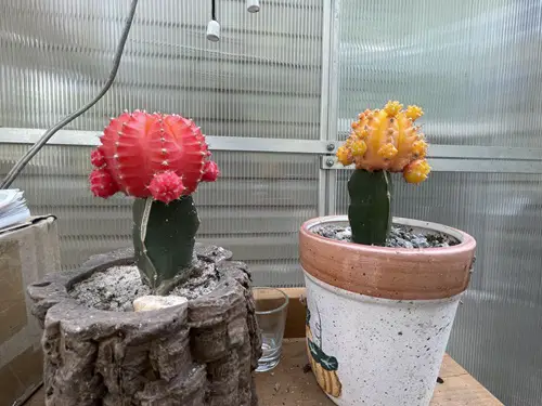 top Cacti That Do Well in Artificial Light