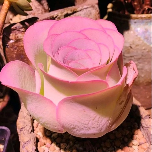 Succulents That Look Like Rose Flowers