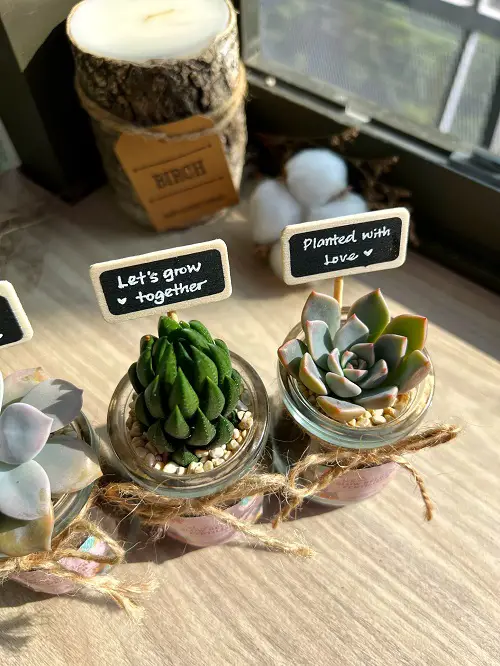 What Do Succulents Represent?