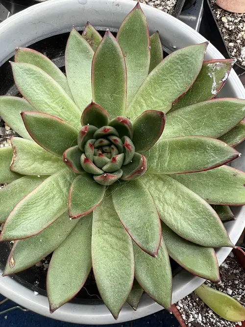 Signs Your Succulent Needs Water