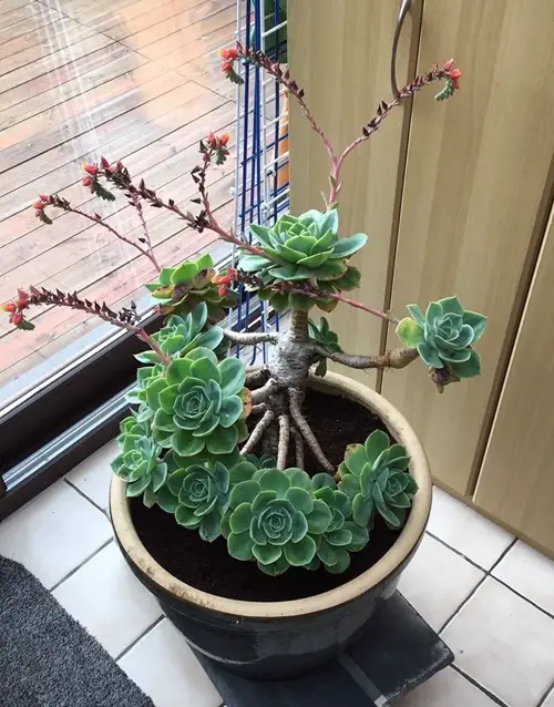 Protecting Succulents From the Cold