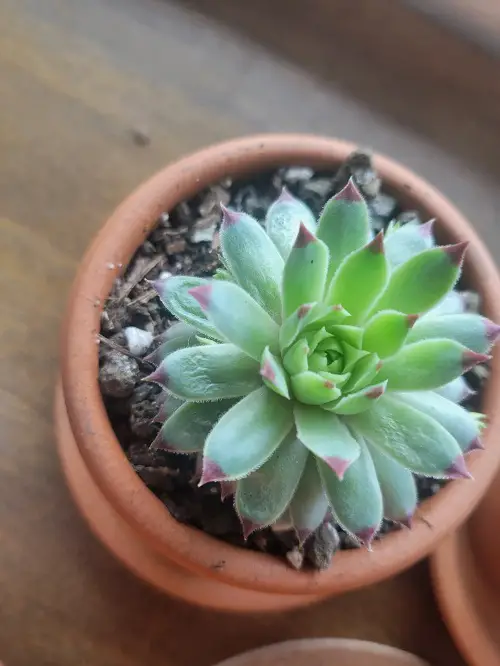 How Much Sunlight Do Succulents Need in the Winter