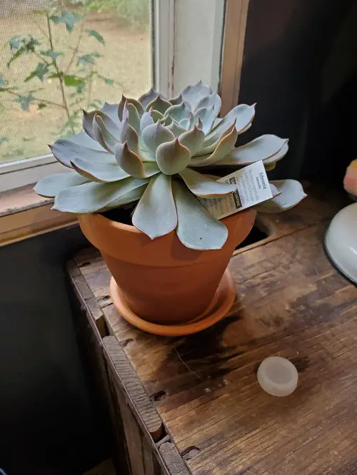 succulents in tiny pots 