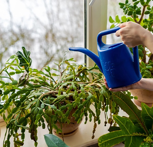 Split Your Christmas Cactus