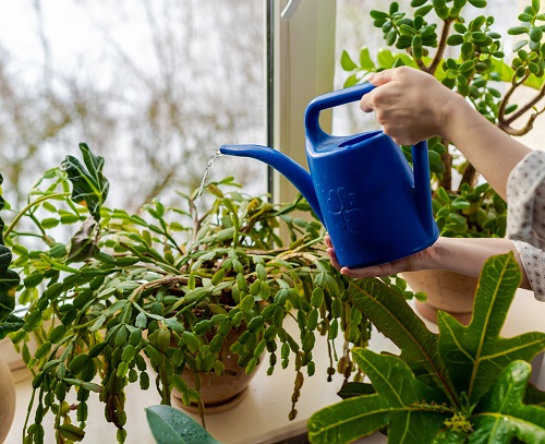 Overwatering Could Be the Culprit