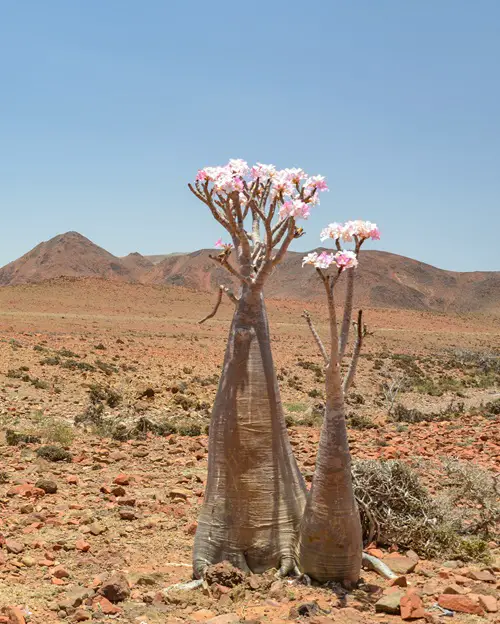 Hardy Plants for The Desert That's Not a Cactus