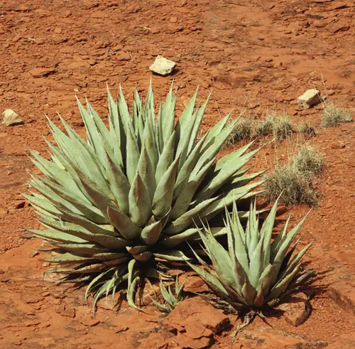 Hardy Plants for The Desert That's Not a Cactus