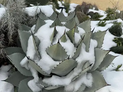 Frost Tolerant Succulents 2