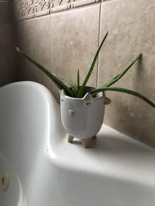 Succulents you can grow in the Bathroom