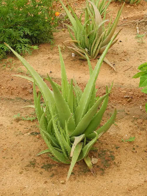 Hardy Plants for The Desert That's Not a Cactus