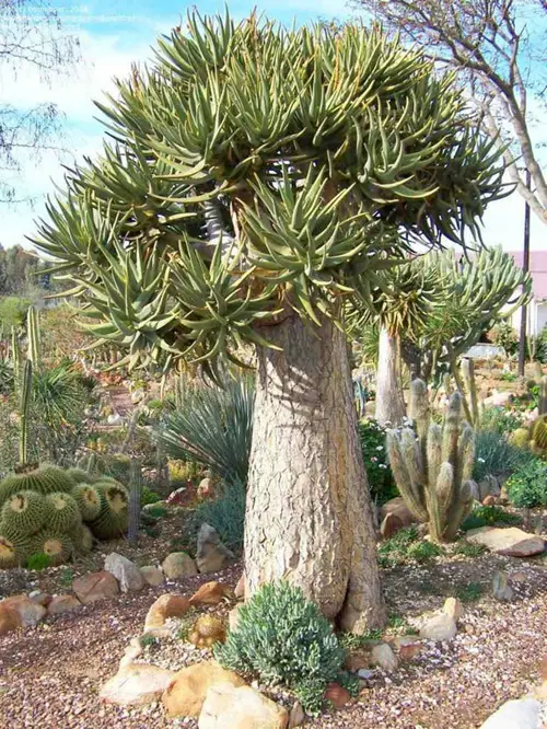 African Succulent Plants