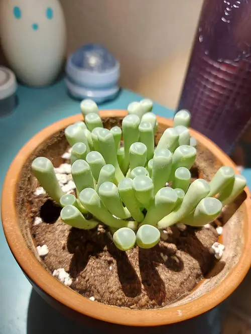 Succulents That Look Like Glass 3