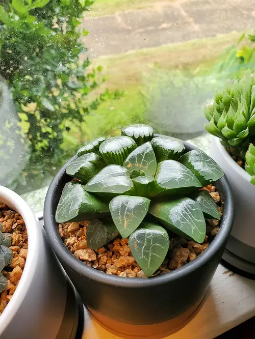 Bayeri Haworthia